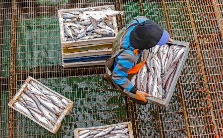 Successful completion of the Pacific Alliance’s Artisanal Fisheries and Aquaculture project